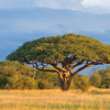 Acacia Tree