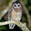 African Wood Owl