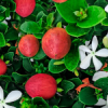 Natal Plum
