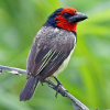 Black-Collared Barbet