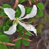 Bauhinia