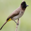 Common Bulbul