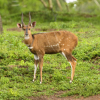 Bushbuck