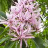 Cape Chestnut