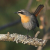 Cape Robin-Chat
