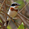 Chinspot Batis
