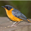 Chorister Robin