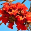 Coral Tree