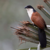Burchell's Coucal