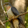 Red-Chested Cuckoo