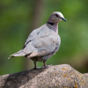 Cape Turtle Dove