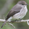 Dusky Flycatcher