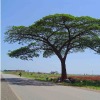Flatcrown Tree