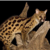 Genet