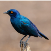 Glossy Starling