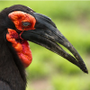 Southern Ground Hornbill
