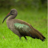 Hadeda Ibis