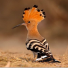African Hoopoe