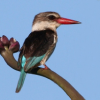 Brown-hooded Kingfisher