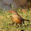 Kurrichane Thrush