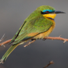 Little Bee Eater