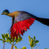 Purple-crested Turaco