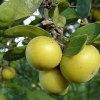 Monkey Apple Tree