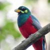 Narina Trogon