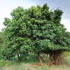 Natal Mahogany