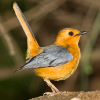 Chorister Robin