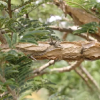 Paper Bark Tree