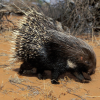 Porcupine