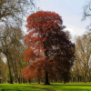 Red Beech Tree