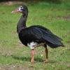 Spur-winged Goose