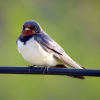 Barn Swallow