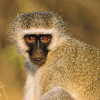 Vervet Monkey