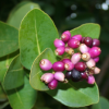 Water Berry Tree