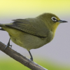 Cape White-Eye