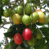 Wild Plum