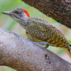 Cardinal Woodpecker
