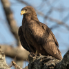 Yellow-billed Kite
