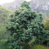 Yellowwood