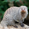 Banded Mongoose