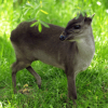 Blue Duiker