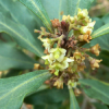 Gharrie Tree